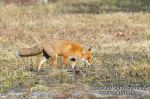 Lapė (Vulpes vulpes)